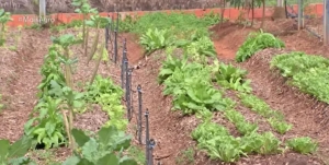 A umidade em excesso faz com que as plantas não cresçam, percam a cor e até apodreçam. — Foto: TV Centro América