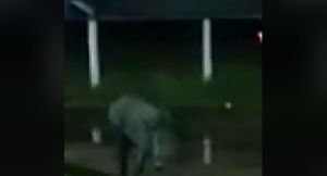 ‘Porco Fantasma’ ataca cemitério e agita cidade de MT; veja vídeo