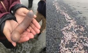 Milhares de &#039;peixes-pênis&#039; são encontrados em praia da Argentina