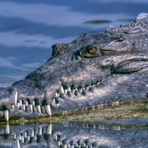 Homem mata filha e genro e joga corpos em rio cheio de crocodilos