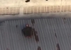 Ladrão tenta fugir e acaba entalado em telhado; veja vídeo