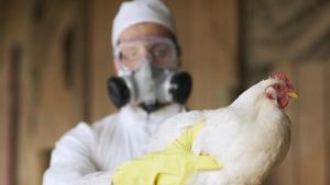 Brasil confirma 5 casos da Gripe Aviária, total sobe para 30  casos
