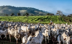 Confira os 11 estados com mais cabeças de gado do que pessoas