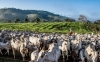 Confira os 11 estados com mais cabeças de gado do que pessoas