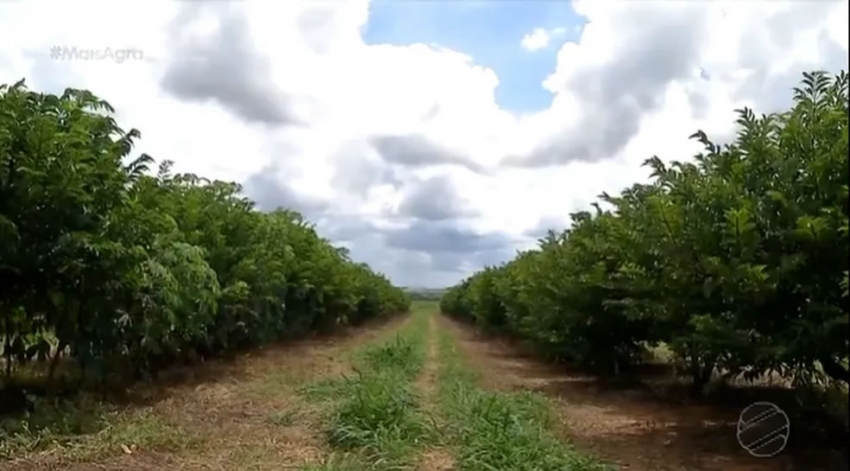 O projetO auxilia os produtores a se beneficiarem com a frutificação e a criação de animais — Foto: Reprodução TV Centro América