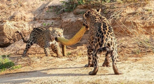 Onças-pintadas fazem &quot;cabo de guerra&quot; com sucuri-amarela