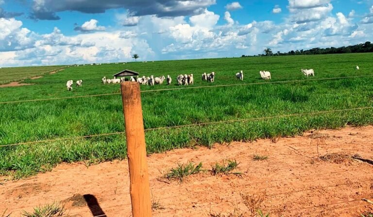 Arroba da vaca gorda tem alta em Mato Grosso