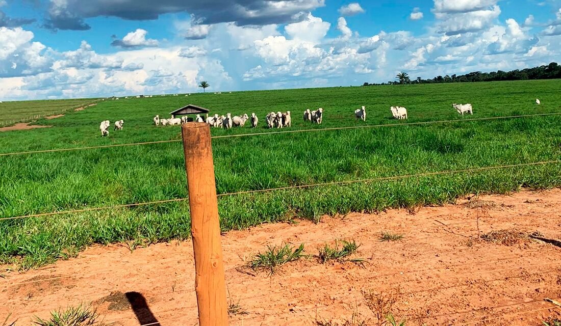 Arroba da vaca gorda tem alta em Mato Grosso