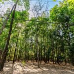 Av. Beira Rio ganha 200 mudas no início do novo plano de arborização de Cuiabá