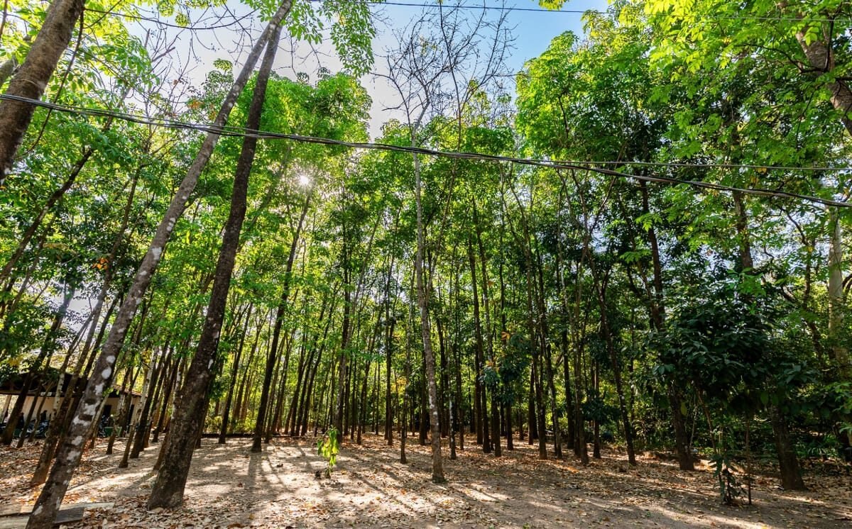 Av. Beira Rio ganha 200 mudas no início do novo plano de arborização de Cuiabá