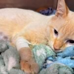 Câmara vota cessão de terreno para entidade de proteção animal amanhã em Lucas do Rio Verde