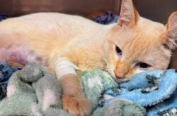 Câmara vota cessão de terreno para entidade de proteção animal amanhã em Lucas do Rio Verde