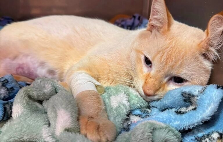Câmara vota cessão de terreno para entidade de proteção animal amanhã em Lucas do Rio Verde