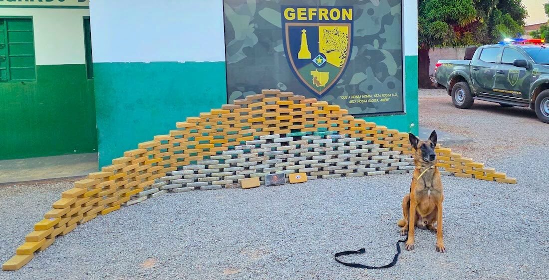 Cão farejador localiza malas com R$ 5,5 milhões em drogas dentro de caminhão em MT