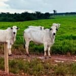 Cotação do boi e vaca no mês em Mato Grosso sobe com maior necessidade de recomposição no abate
