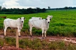 Cotação do boi e vaca no mês em Mato Grosso sobe com maior necessidade de recomposição no abate