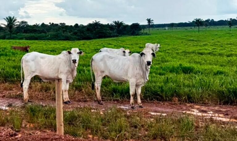 Cotação do boi e vaca no mês em Mato Grosso sobe com maior necessidade de recomposição no abate