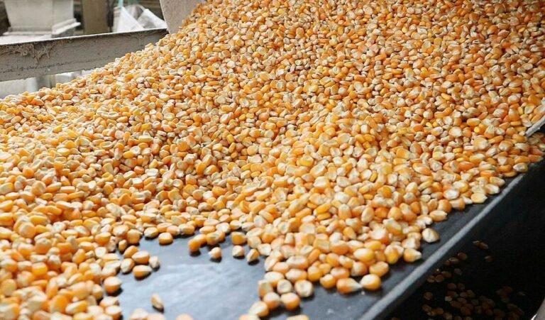 Milho disponível em Mato Grosso sobe e média vai a R$ 49