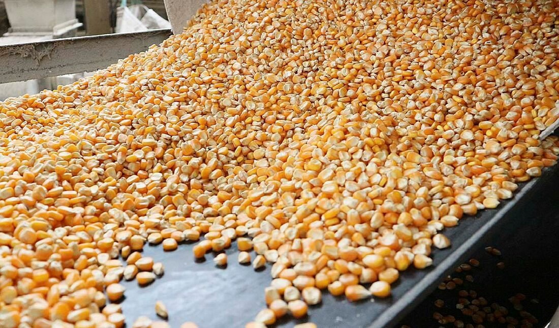 Milho disponível em Mato Grosso sobe e média vai a R$ 49