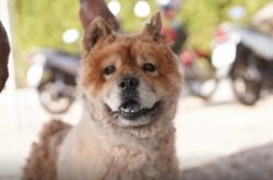 Nova Mutum abre cadastro para protetores de animais em situação de abandono