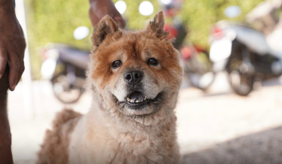 Nova Mutum abre cadastro para protetores de animais em situação de abandono