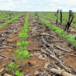 Plantio de soja em Mato Grosso avança e previsão é de poucas chuvas esta semana