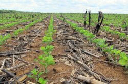 Plantio de soja em Mato Grosso avança e previsão é de poucas chuvas esta semana