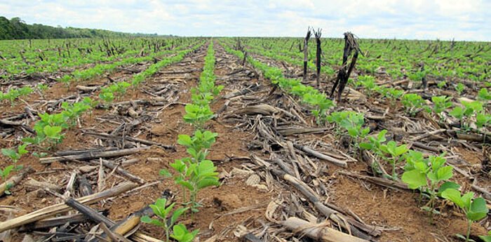 Plantio de soja em Mato Grosso avança e previsão é de poucas chuvas esta semana