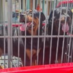 Rottweilers que atacaram hóspedes de hotel são capturados
