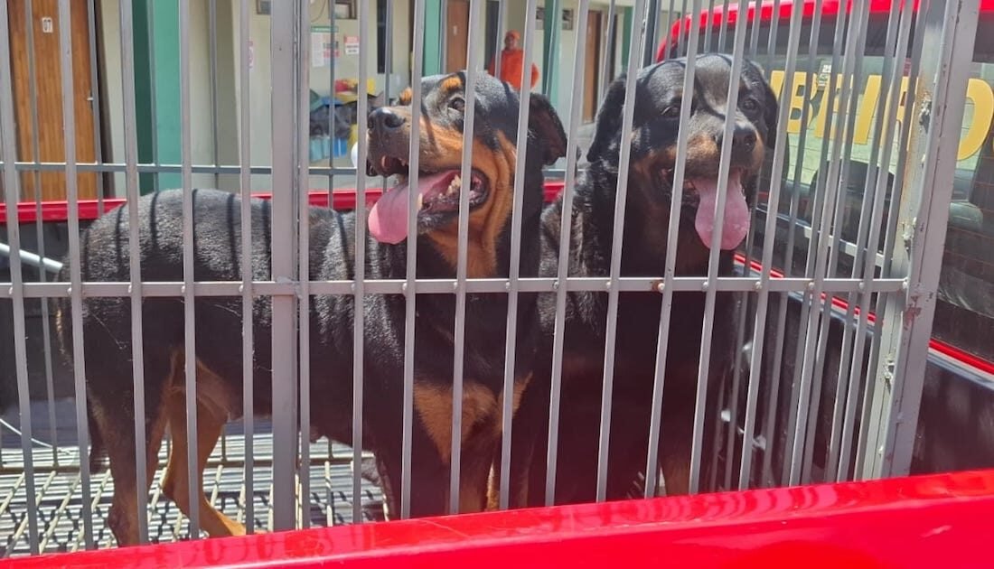 Rottweilers que atacaram hóspedes de hotel são capturados