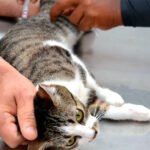Sorriso chega a 51% da meta de vacinação contra a raiva em cães e gatos