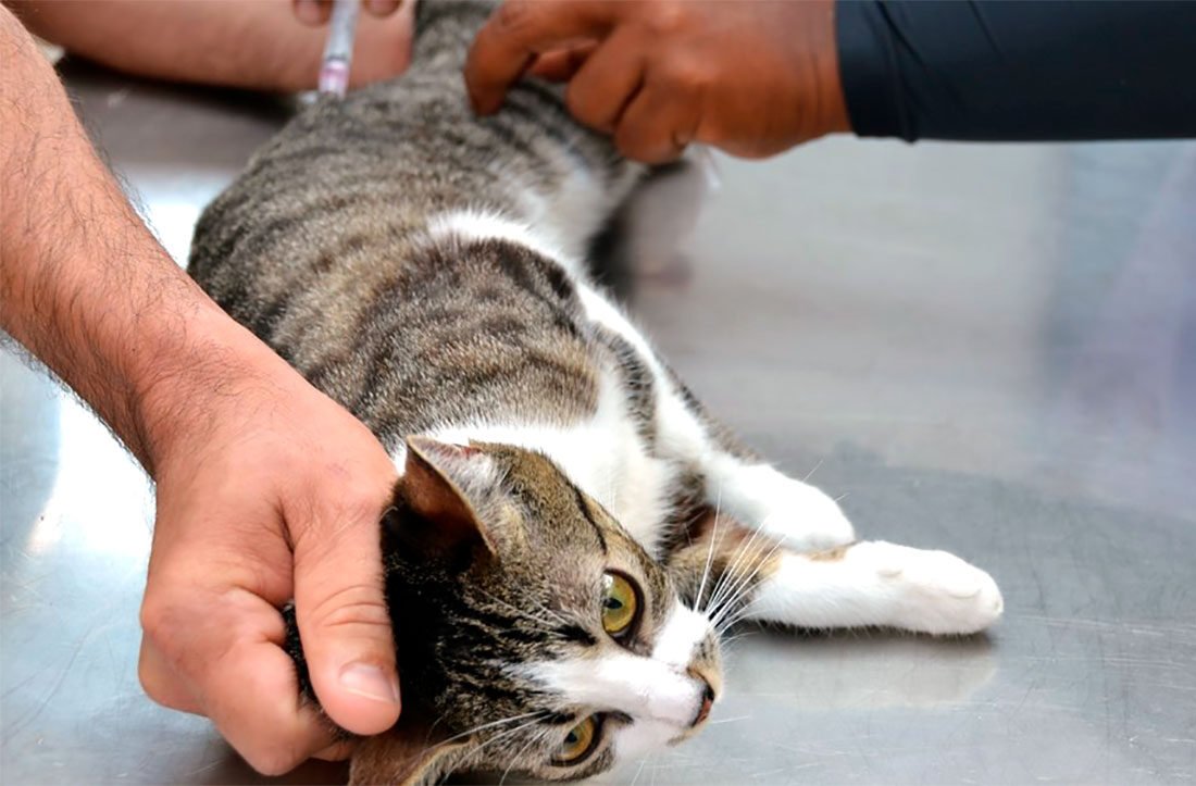 Sorriso chega a 51% da meta de vacinação contra a raiva em cães e gatos