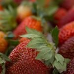 Oferta cresce, mas qualidade do morango exige atenção