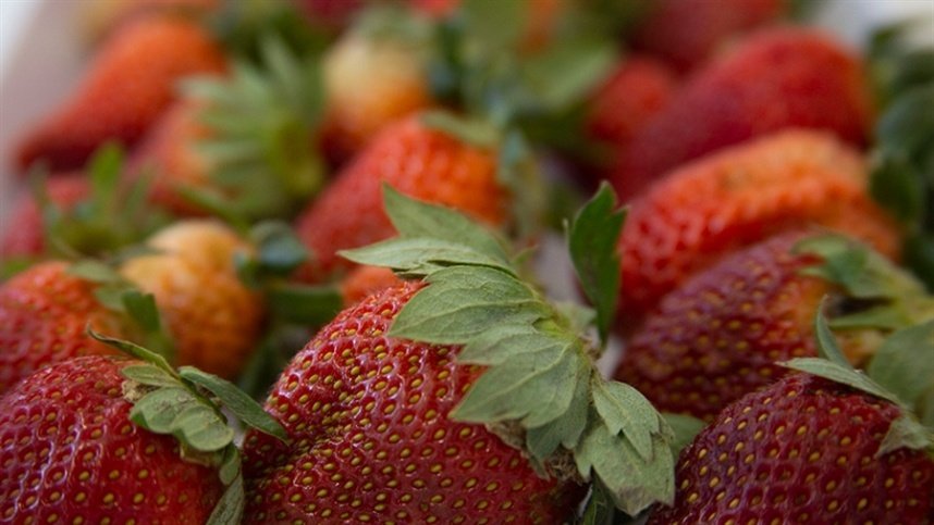 Oferta cresce, mas qualidade do morango exige atenção