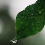 Análise climática e prognósticos para outubro, novembro e dezembro/26 – MAIS SOJA