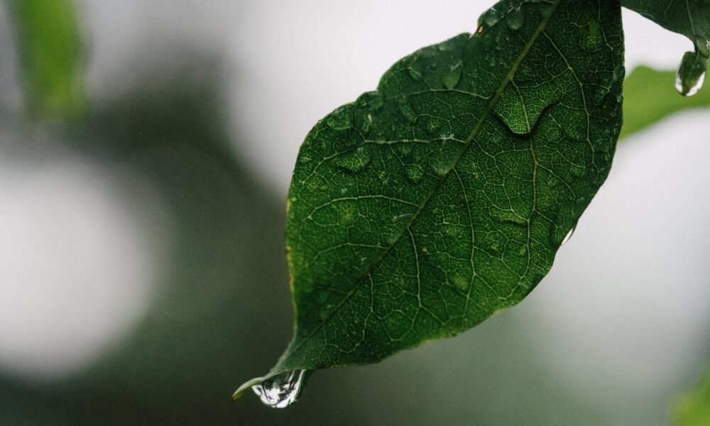 Análise climática e prognósticos para outubro, novembro e dezembro/26 – MAIS SOJA