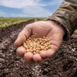 Plantio de soja chega a 26% no Brasil, mas excesso de chuva trava trabalhos no Sul, aponta AgRural