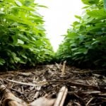 Agricultura regenerativa precisa sair do discurso e entrar nos indicadores, diz especialista