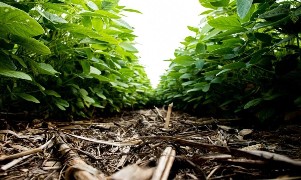 Agricultura regenerativa precisa sair do discurso e entrar nos indicadores, diz especialista