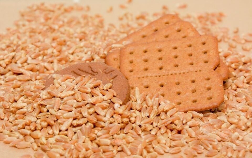 Embrapa testa cereal que pode substituir trigo e transformar indústria de biscoitos