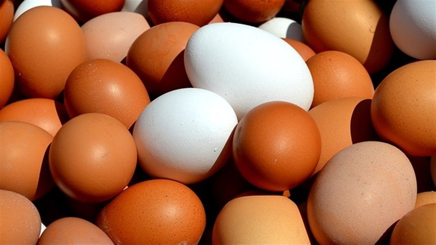 Produção de ovos chega a 128,5 milhões de dúzias no semestre em Goiás