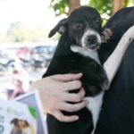 Feira no Parque Tia Nair registra seis adoções de cães
