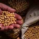 Oferta recorde pressiona soja e derruba cotações em Chicago
