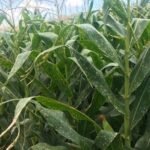 Herbicidas no milho exigem escolha conforme a área
