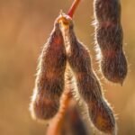 El Niño exige atenção dos produtores mesmo com avanço do plantio de soja