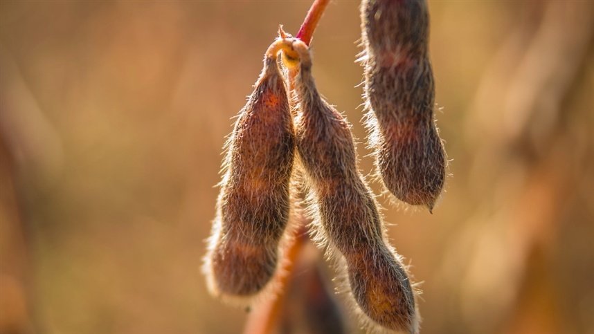 El Niño exige atenção dos produtores mesmo com avanço do plantio de soja