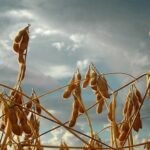 Soja: como escolher a cultivar para a janela de semeadura