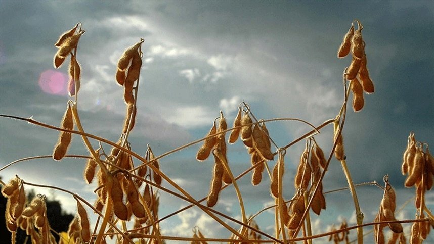 Soja: como escolher a cultivar para a janela de semeadura