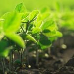 Existem riscos à margem da soja 2026/27?