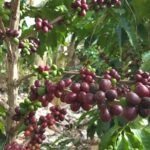 Falta de chuva após a florada ameaça o pegamento dos frutos do café